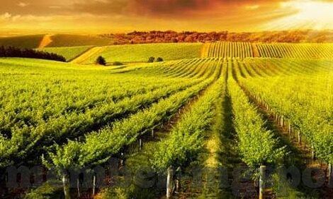 足球即时比分阿联酋-足球即时比分阿联酋，绿茵场上的风云变幻与实时追踪